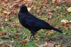 Rabe-23-10-09 018.jpg